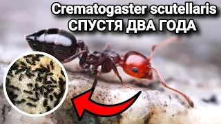 ЧТО СЛУЧИЛОСЬ С Crematogaster scutellaris СПУСТЯ ДВА ГОДА?