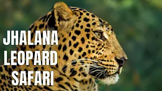 Jhalana Leopard Safari | Female Leopard with Cub | Wildlife Safari Vlog