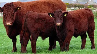 Devon Beef Cattle | Grass Based Genetics