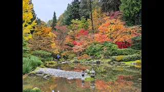 Relaxing Colorful 4K Fall Walk -  Seattle Japanese Garden - November 2023