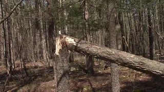 how to identify a Bigfoot tree break