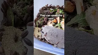 Woodlice Going Crazy... #bugs #woodlouse #woodlice #nature #fascinatingcreatures