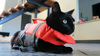 KITTEN'S FIRST TIME ON A BOAT