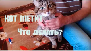 Что делать когда метит кот?