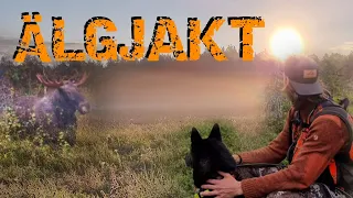 ÄLGJAKT - EFTERSÖKET en film av JAKTPOTT