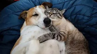 Cats Who Surprisingly Cannot Deny Their Love For Dogs😻