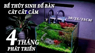 Bể thủy sinh Mini| Cây cắt cắm để bàn - phát triển sau 4 tháng | Tank : 30/25/25cm #kenhthuysinh p63