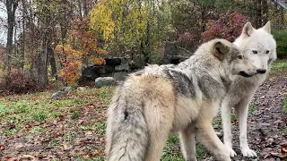 Gray Wolf Pup Nibbles and Grooms Older Brother