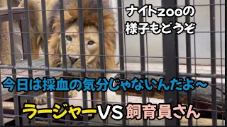 2023.8.6ラージャー君採血＋ナイト野毛山#野毛山動物園 #インドライオン#ラージャー