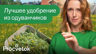 ТОЛЬКО НЕ КЛАДИТЕ ОДУВАНЧИКИ В КОМПОСТ пока не посмотрите это видео! Лучшее удобрение из одуванчиков