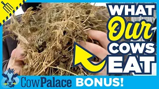 What Do Our Dairy Cows EAT? | Building Our Cow Palace - BONUS EPISODE!