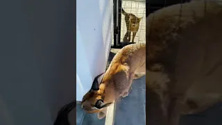 Папа защищает чаузи Астрид от каракалов 😹| Dad protects Chausie Astrid from the caracals 😹