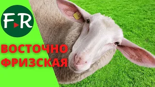 Молочные овцы. Восточно-фризская порода. Чёрный ост-фриз! Ферма Тверской Урожай.