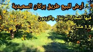 ارض للبيع 1،5 هكتار(اشجار البرتقال و الزيتون) طريق بركان السعيدية  #فلاحة #المغرب #بركان#berkane