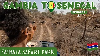 The Gambia to Senegal! - Fathala Safari Park | African Wildlife Video | Travel Vlog 2023