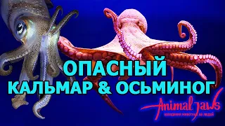 The most dangerous octopus and squid. Myths and real attacks.