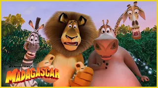 ¡Quiero mover el bote, me gusta! | Más avances | DreamWorks Madagascar en Español Latino