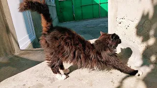 Коты и Кошки. Грациозность кошек.
