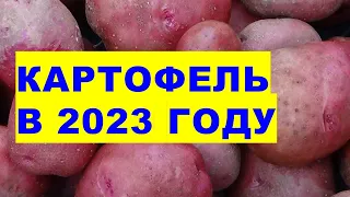 Features of growing potatoes in 2023