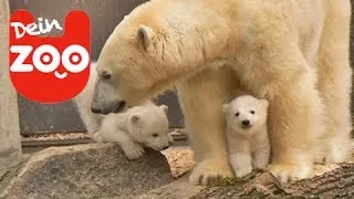 Niedliche Eisbärenbabys