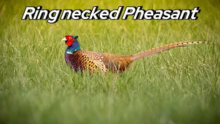 Ring necked pheasant/Bažant obyčajný