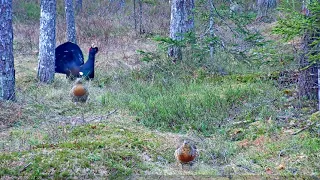 Metsis Terao urogallus Capercaillie lek 2023-04-20, males and females,  mating