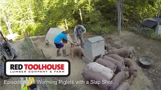 Episode 5 - Using Slap Shot and new dosing syringe to worm piglets after weening