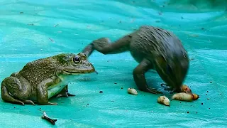 Real time of Frog  eat lava