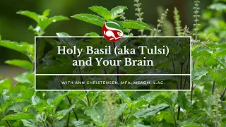 Holy Basil (aka Tulsi) and Your Brain