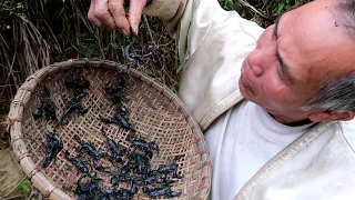 Jungler catches scorpions in rocks and eats fat scorpions