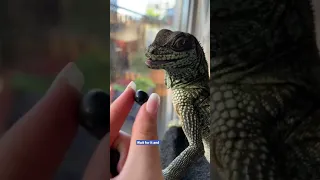 wait for it and.. #shorts #viral #trending #youtubeshorts #ytshorts #lizard