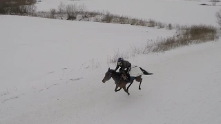 Drone Chasing Horses