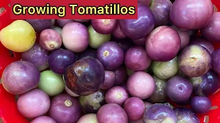 Growing Tomatillos EASIER then Tomatoes, When to Harvest, How to Store, How to Plant & Collect Seeds