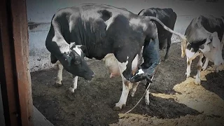 Natural birth cow. 18+ ЕСТЕСТВЕННЫЕ РОДЫ у коровы.