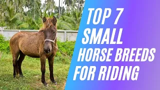 Top 7 Small Horse Breeds for Riding