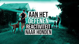 Utah, Mechelse Herder aan het trainen op Reactiviteit naar Honden