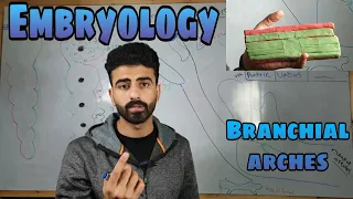 embryology 2 " branchial arches " _ oral histology || عزت شومان