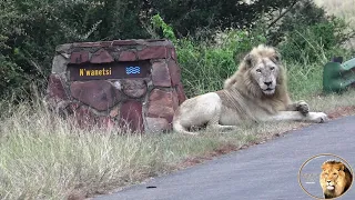 Latest Lion Sightings Kruger Park 2024