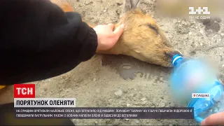Новини України: врятоване оленя з Сумської області прихистили на страусиній фермі