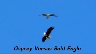 Osprey Attacks Bald Eagle