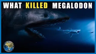 What Killed the Megalodon?