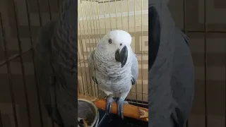 jako #parrot #birds #animals #birdslover #shortvideo #shorts #short