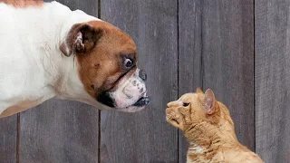 Funny cats annoying dogs - Cute animal compilation NEW