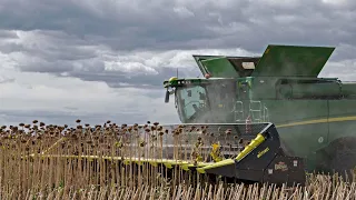 Big Sunflower Harvest 2021 | 16 Row Olimac DRAGO Gold on John Deere S785i combine harvester.