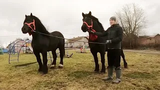 ЖЕРЕБЕЦЬ НА ПАРОВКУ/ПАРА ТЕ, ЩО ТРЕБА!/КОНІ ВАГОВОЗИ/horses in Ukraine