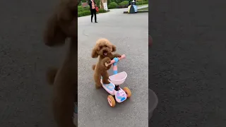 Cute animal video compilation - Extremely cute poodle playing with his scooter