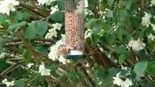 Wood mouse eating nuts on Bird Feeder