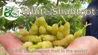 Are White Shahtoot Mulberries the Sweetest Fruit in the World?