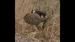 South Dakota Pheasant Hunting 01-23-2022