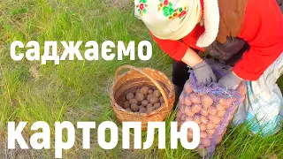 Саджаємо картоплю - Олександр і Лідушка